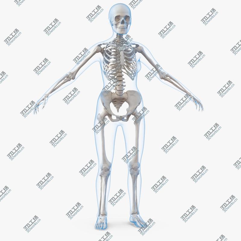 images/goods_img/2021040231/3D Female Body with Skeleton/1.jpg